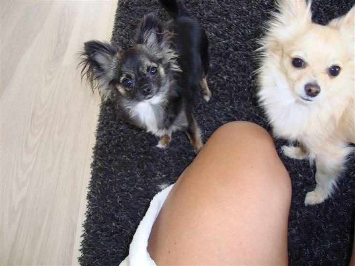 Chihuahua Misha billede 17