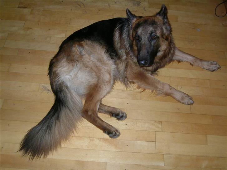 Schæferhund Kato billede 3