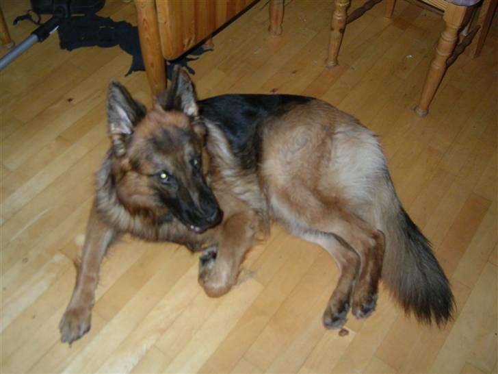 Schæferhund Kato billede 4