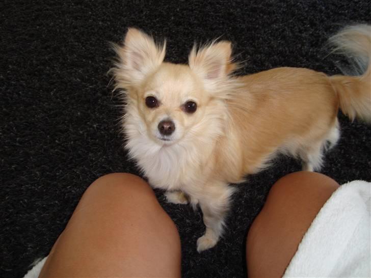 Chihuahua Futte billede 19