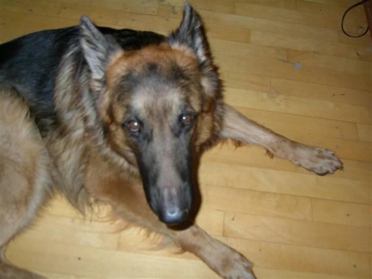 Schæferhund Kato billede 5