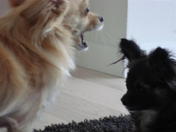 Chihuahua Futte - kom an!!!! billede 20