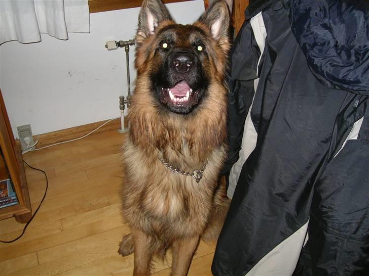 Schæferhund Kato billede 6