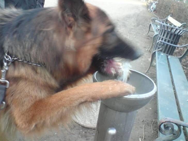 Schæferhund Kato billede 7