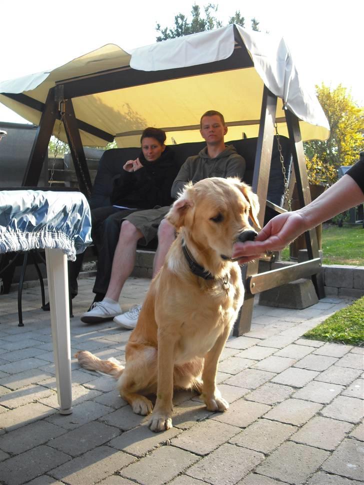 Golden retriever Walter billede 12