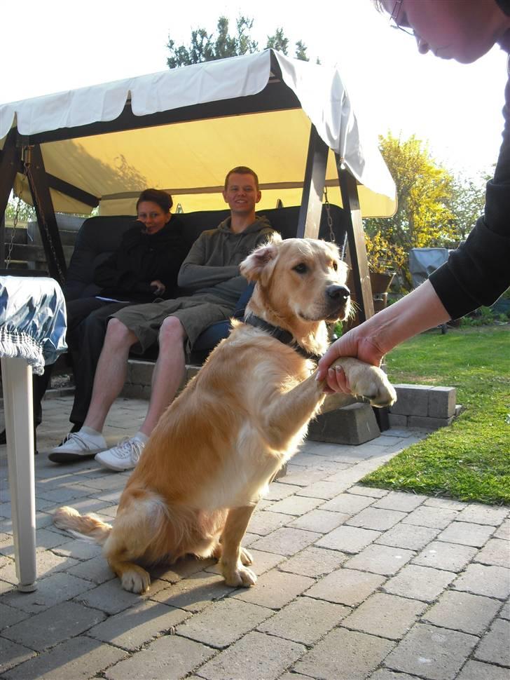 Golden retriever Walter billede 13