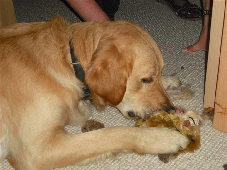 Golden retriever Walter billede 14