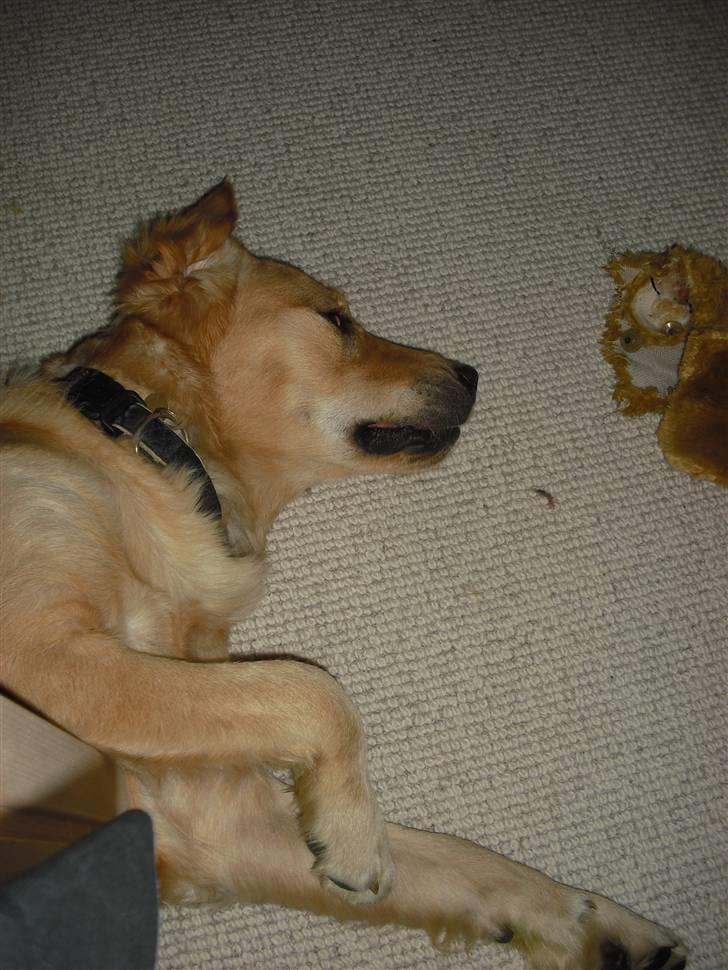 Golden retriever Walter billede 15