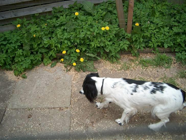 Field Trial spaniel nooney billede 10