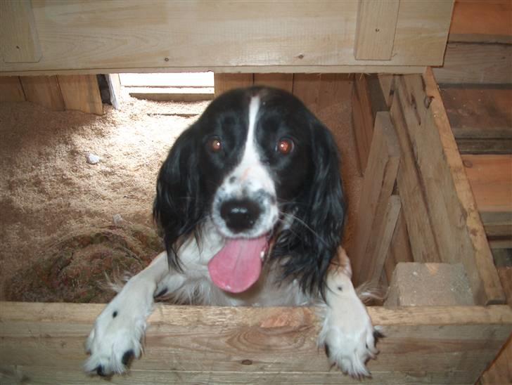 Field Trial spaniel nooney billede 11