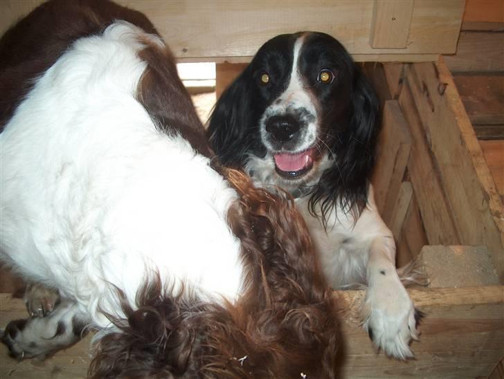 Field Trial spaniel nooney billede 12
