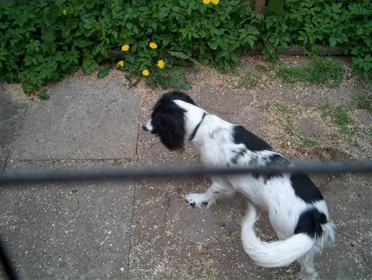 Field Trial spaniel nooney billede 14