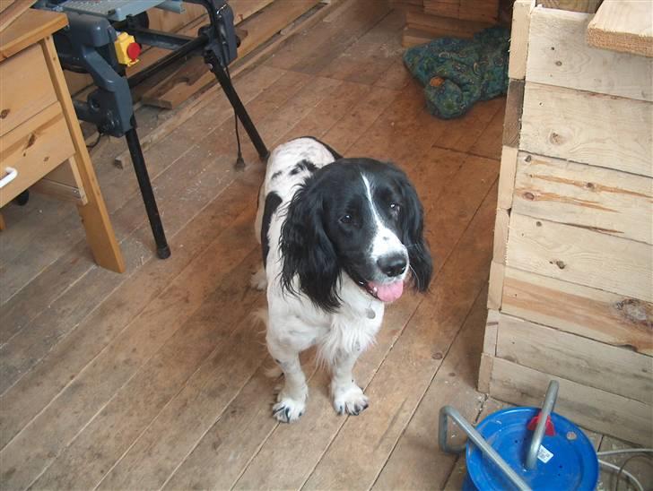 Field Trial spaniel tymmon billede 7