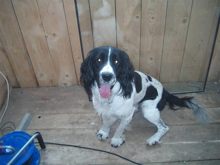 Field Trial spaniel tymmon billede 8