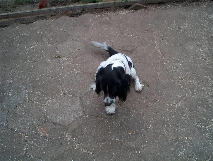 Field Trial spaniel tymmon billede 9