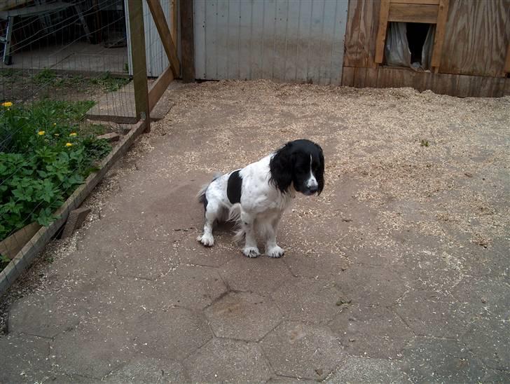 Field Trial spaniel tymmon billede 10