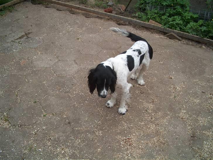 Field Trial spaniel tymmon billede 12