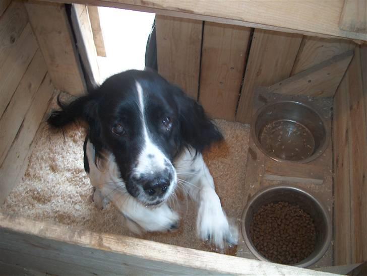 Field Trial spaniel tymmon billede 13