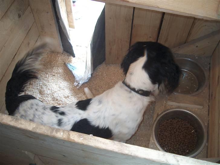 Field Trial spaniel tymmon billede 14