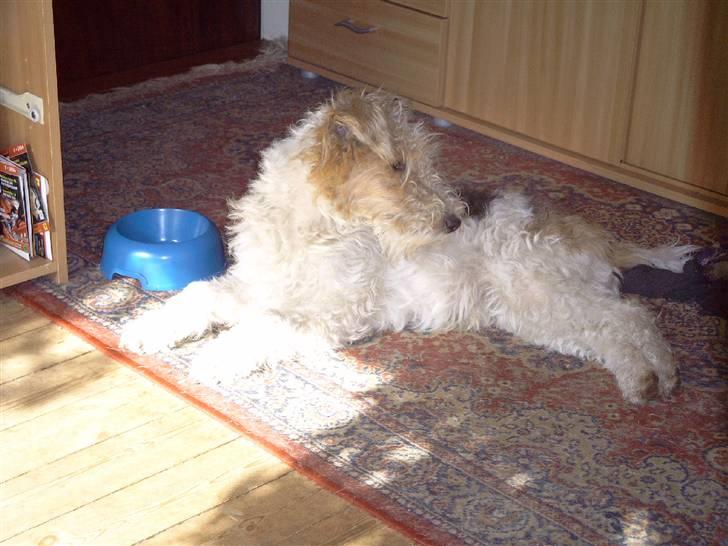 Ruhåret foxterrier Anton billede 1