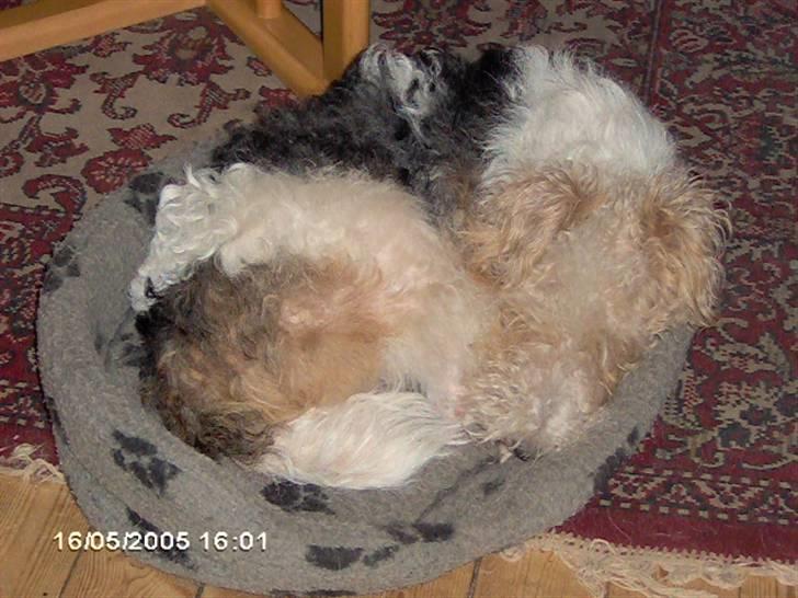 Ruhåret foxterrier Anton billede 2