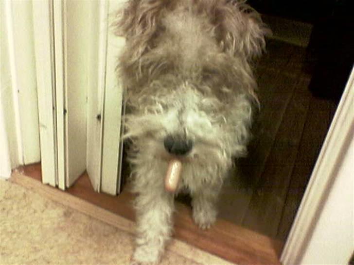 Ruhåret foxterrier Anton billede 3