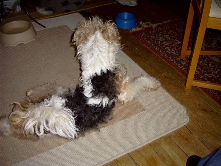 Ruhåret foxterrier Anton billede 4