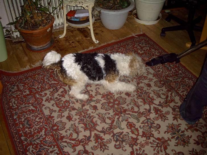 Ruhåret foxterrier Anton billede 5