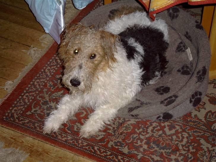 Ruhåret foxterrier Anton billede 6