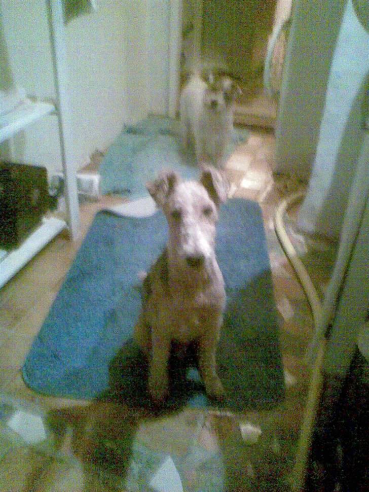 Ruhåret foxterrier Anton billede 7