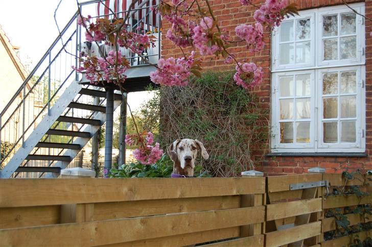 Grand danois Liva - her gives gratis møz over plankeværket billede 17