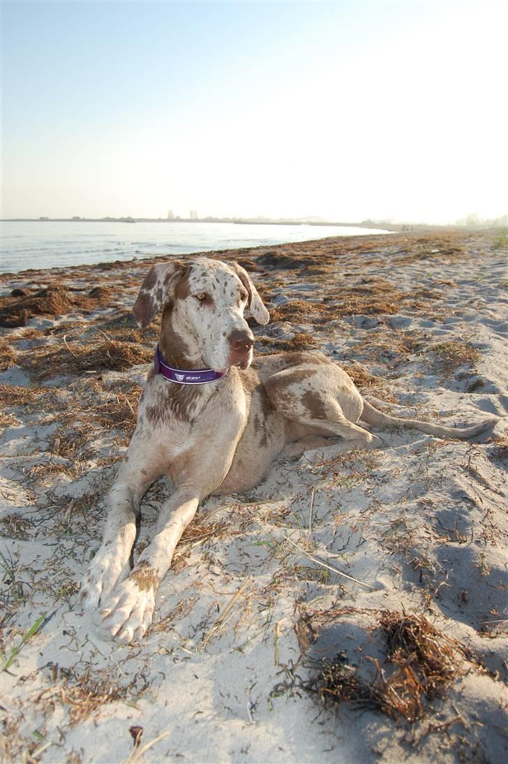 Grand danois Liva - strandtur 29 april 2009 billede 18