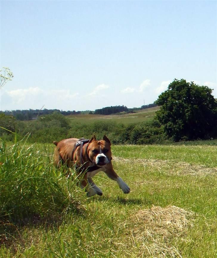Amerikansk staffordshire terrier Knight Goodfree (king) billede 15