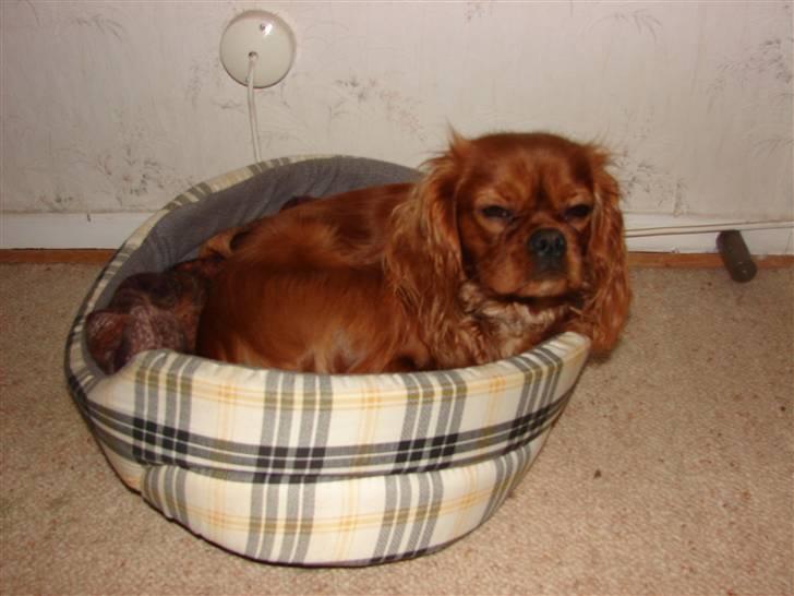 Cavalier king charles spaniel Lady Duchess - Min kurv passer lige til mig. Jeg har også en der er større, men kan bedst lide denne. billede 5