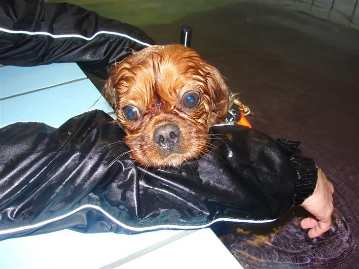 Cavalier king charles spaniel Lady Duchess - Puh ha, det ved jeg nu ikke om jeg kan lide! billede 6