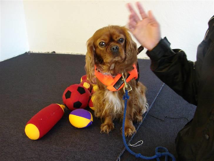 Cavalier king charles spaniel Lady Duchess - Lady skal til at forsøge sin første svømmetur til hundesvømning. Stadig meget uvidende om, hvad der skal ske. billede 7