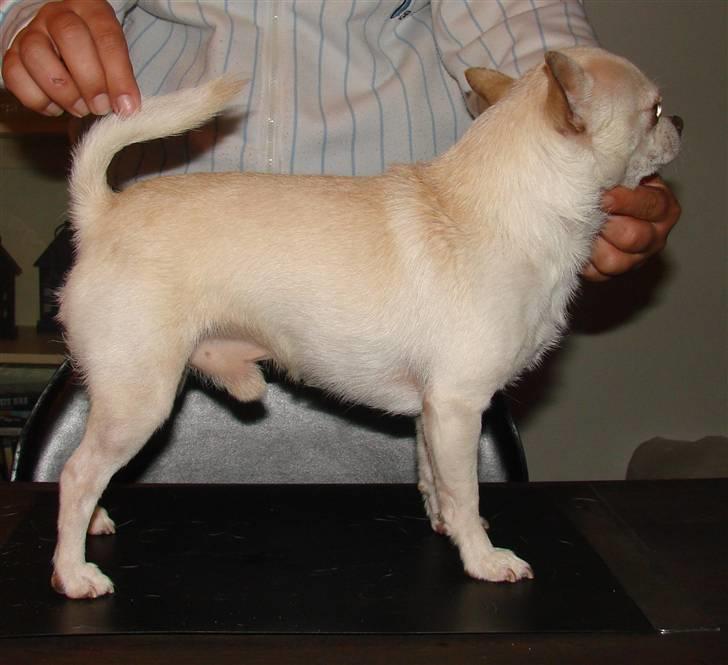 Chihuahua DKCH, KLBCH Chico - NYT 23-05-09 billede 18