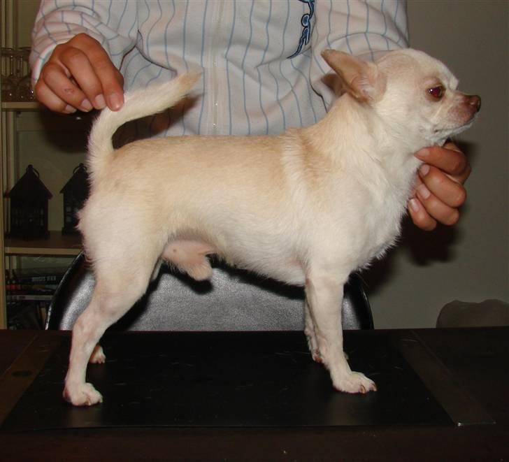 Chihuahua DKCH, KLBCH Chico - NYT 23-05-09 billede 19