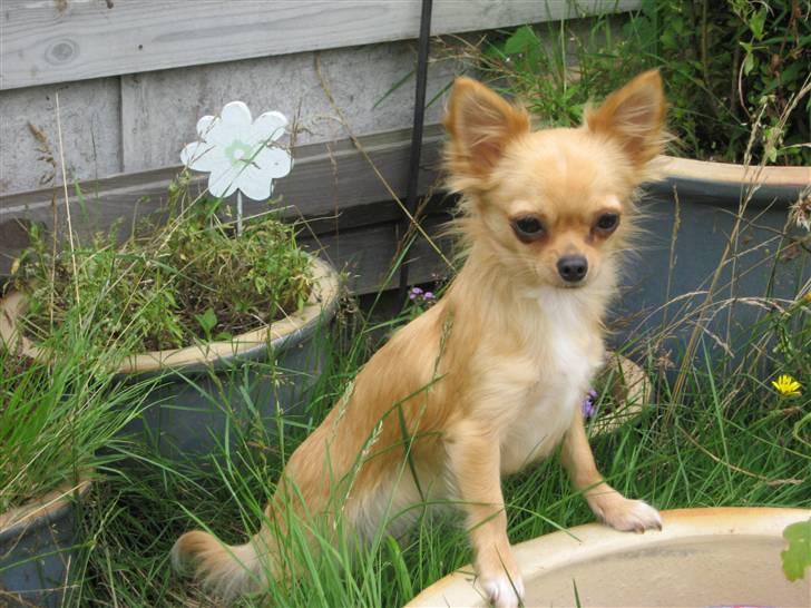 Chihuahua Emina billede 4