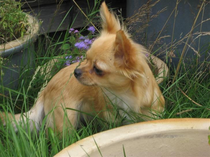 Chihuahua Emina billede 5