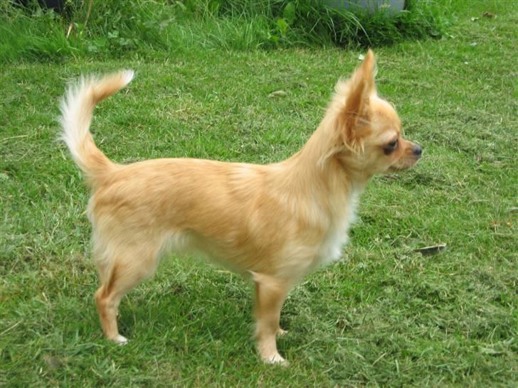Chihuahua Emina billede 6