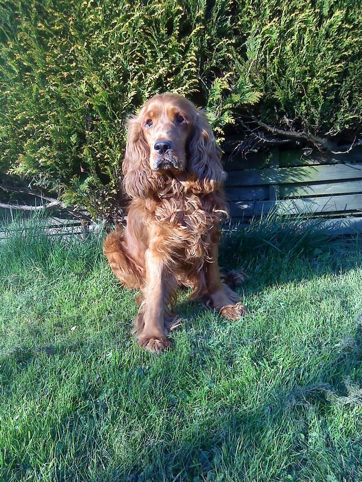 Cocker spaniel magnus billede 1