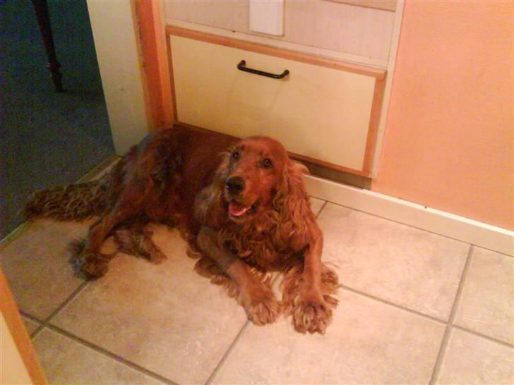 Cocker spaniel magnus billede 2