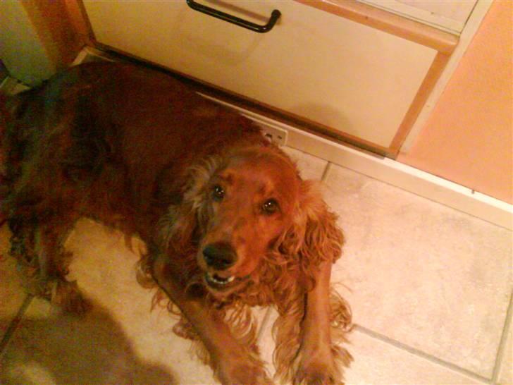 Cocker spaniel magnus billede 3