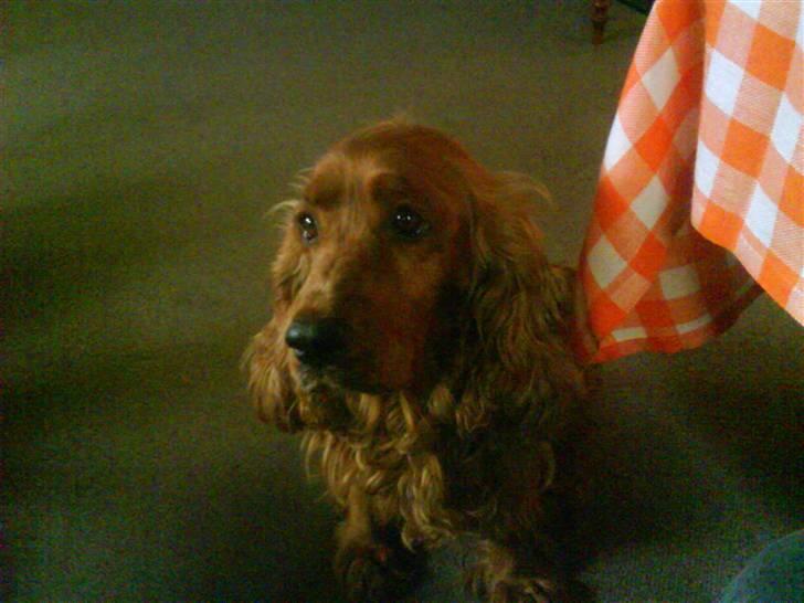 Cocker spaniel magnus billede 4