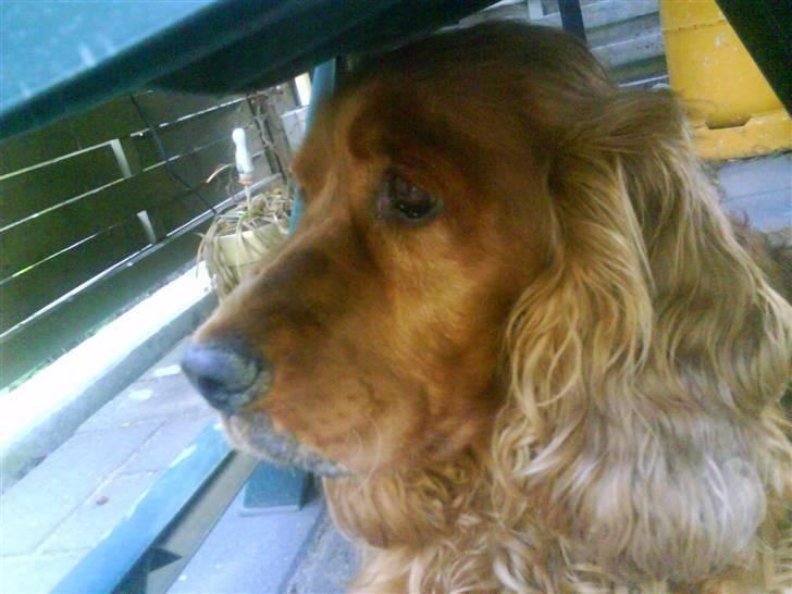 Cocker spaniel magnus billede 5