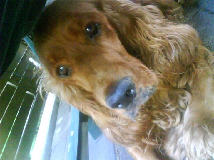 Cocker spaniel magnus billede 6