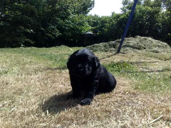 Blanding af racer Loulou billede 12