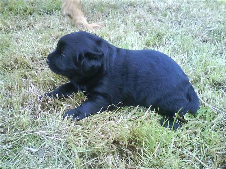 Blanding af racer Loulou billede 13