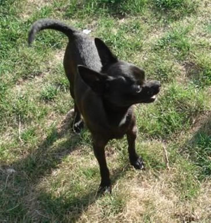 Chihuahua Cloe - Cloes mor Vesterborgs Miss Blackie billede 16